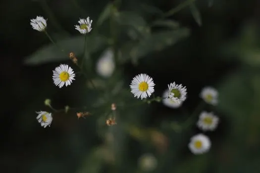 ромашки — daisies