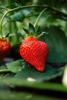 Фрукты — Fructe