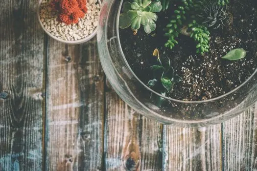 Terrarium — terrarium