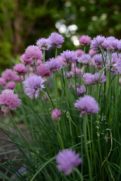 chives — cebollino