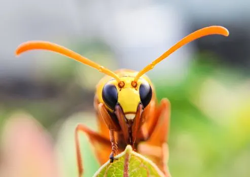 Огненный шершень — Fire hornet