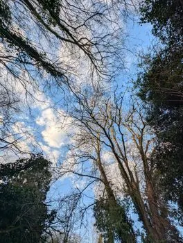 Вид на лес — Overlooking woods