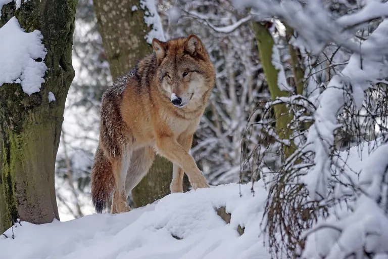 wolf — loup