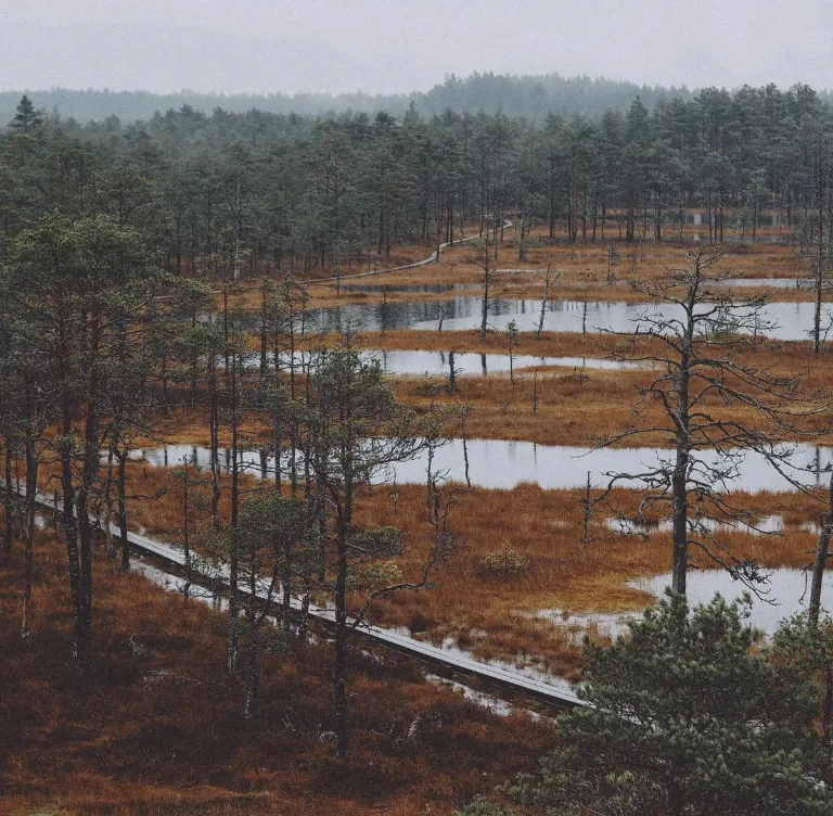 tourbière — raba