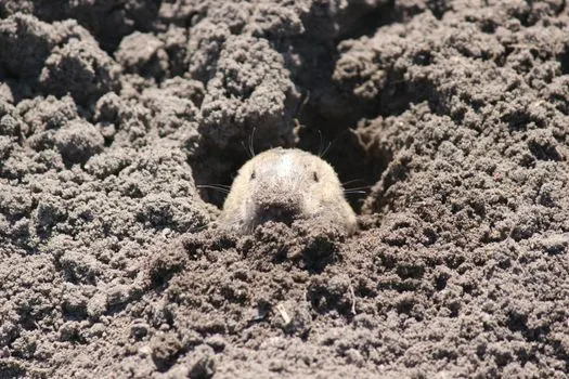 Суслик — Gopher