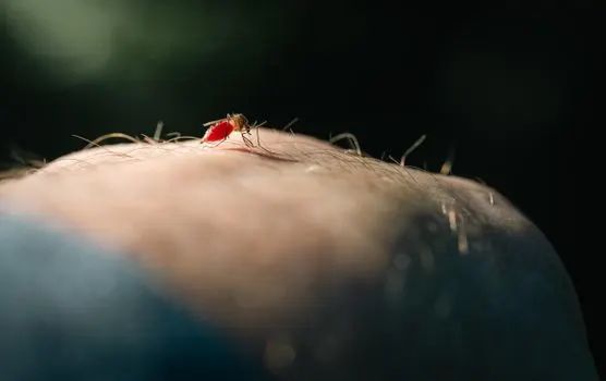 Блоха — Flea