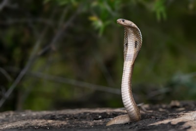 Cobra — cobra