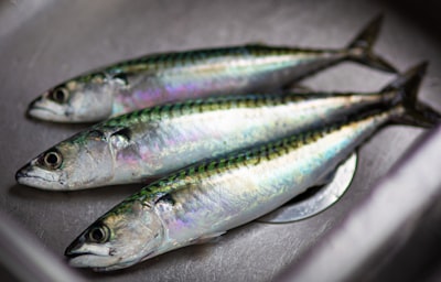 сардина — sardina