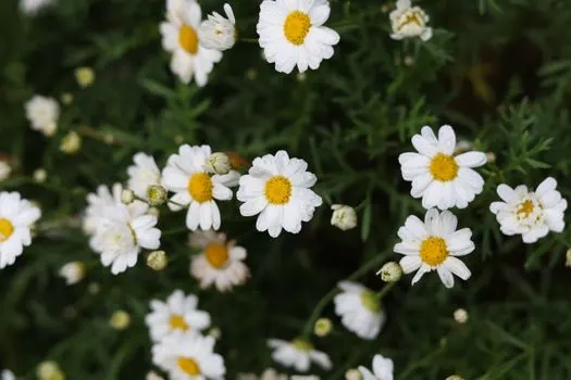 Астра — Aster