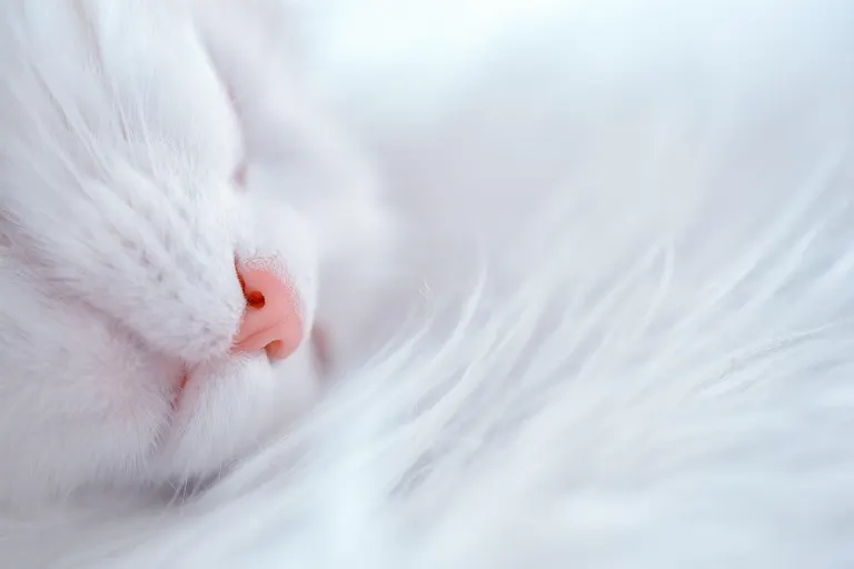 fur — fourrure