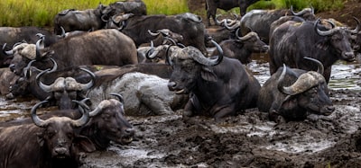 wallowing in — se complaisant dans