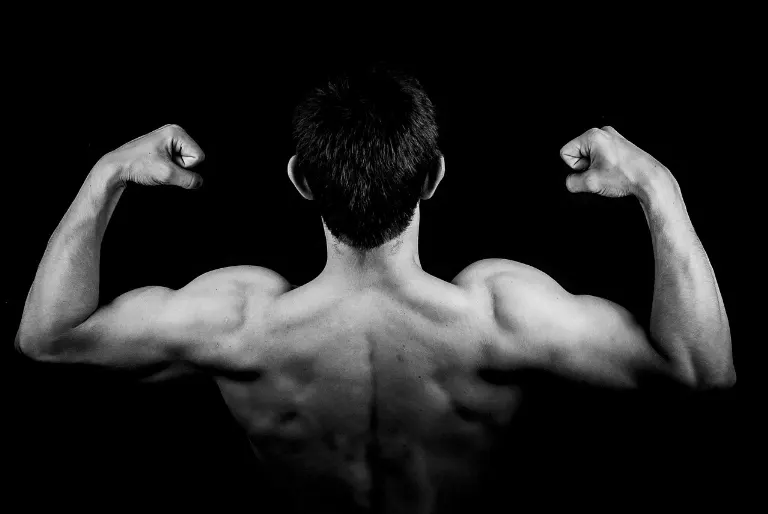 muscle — muscle