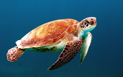 lento como una tortuga — turtle-like