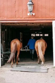 конюх — Stable hand