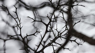 Thorn — épine