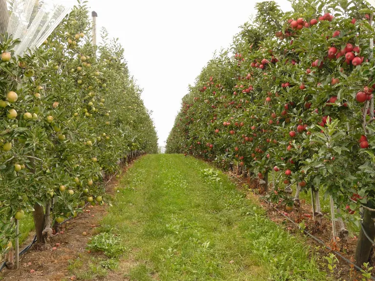 orchard — verger