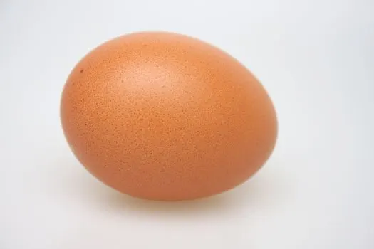 œuf — Ei