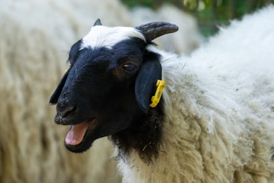 Bleating — balando