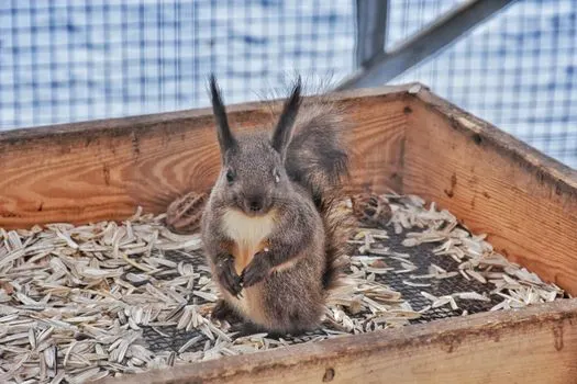 Мышь — Ratón