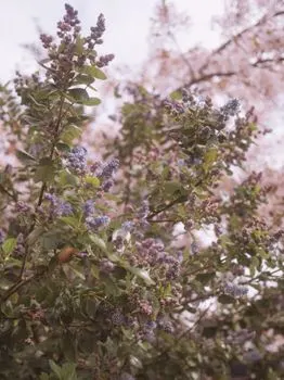 Растения — plants