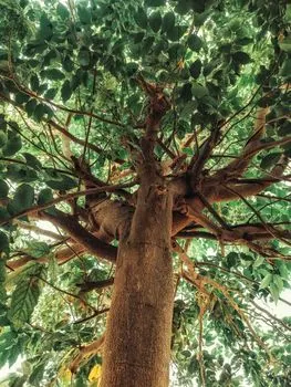 timber — árboles