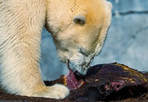 Плотоядный — Carnivorous
