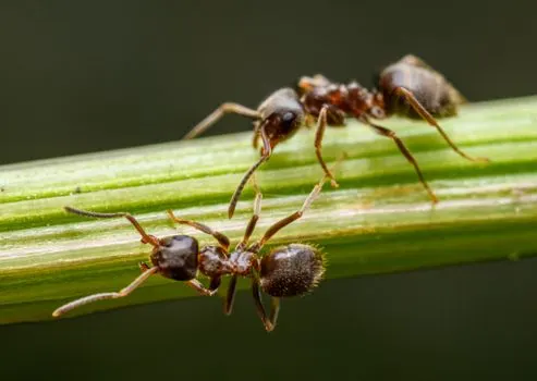 Муравьи — Ants