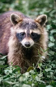 енот — raccoon
