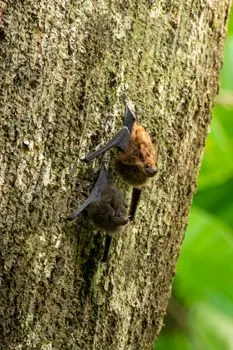 chauves-souris — Murciélagos
