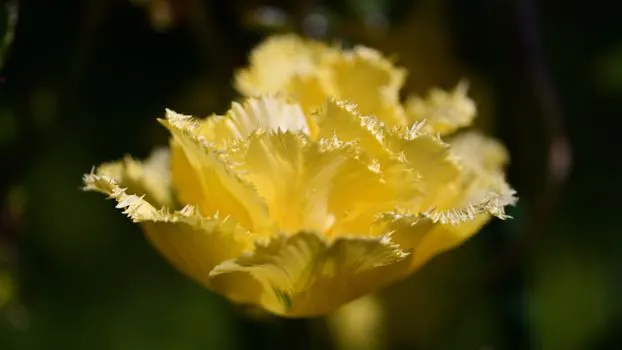 Гвоздика — Carnation