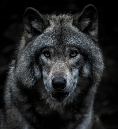 волк — Wolf