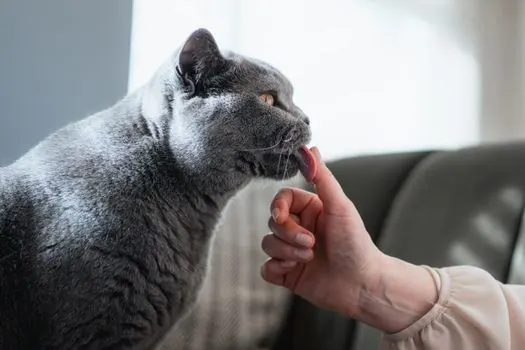 Облизывание — licking