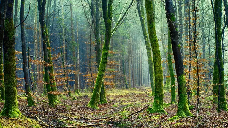 forest — forêt