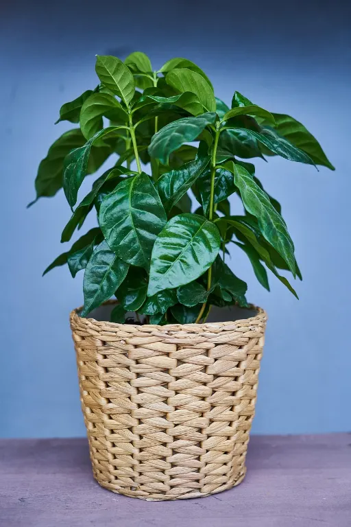 plant — plante