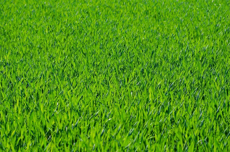 grass — herbe