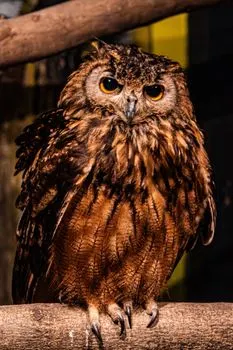 Owls — Búhos