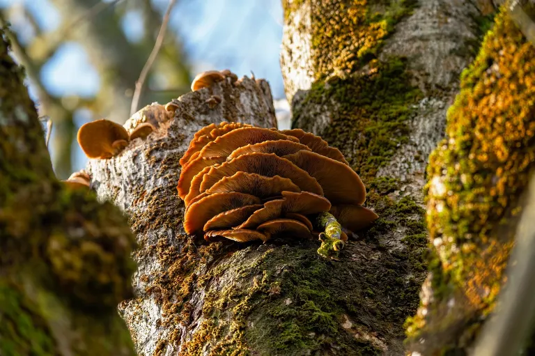 fungus — champignon