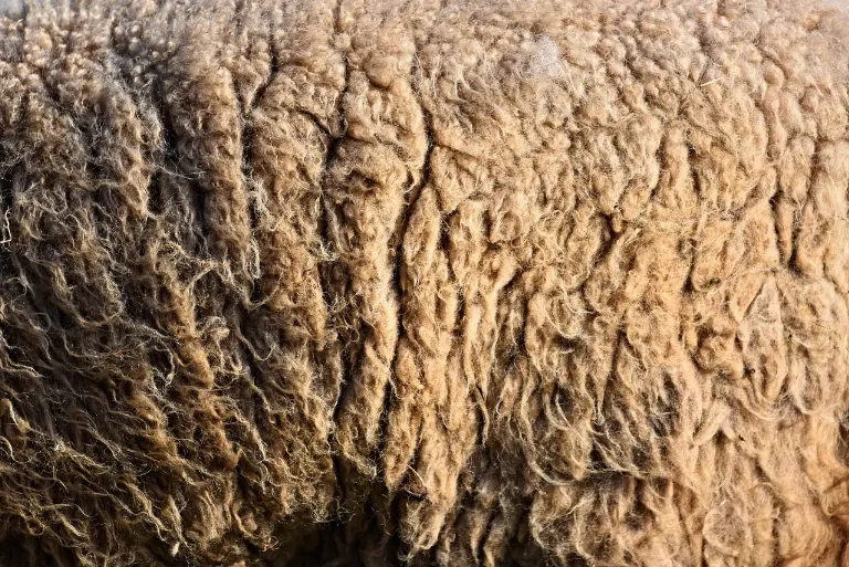 wool — laine