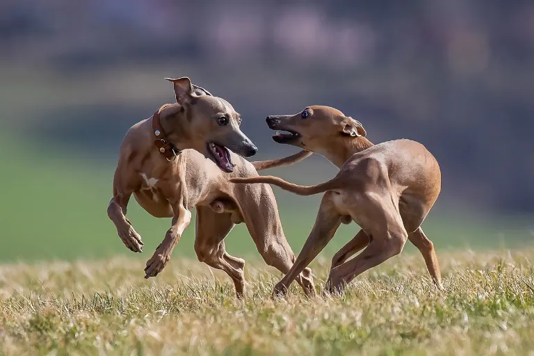 playful — joueur