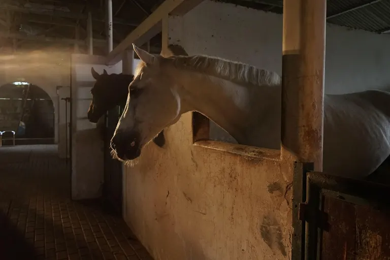stable — stable