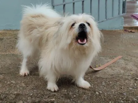 Un chien — Ein Hund