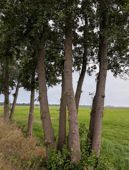 Роща — Copse