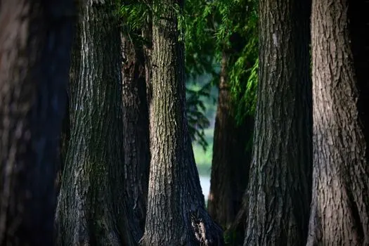 роща — Stands of trees