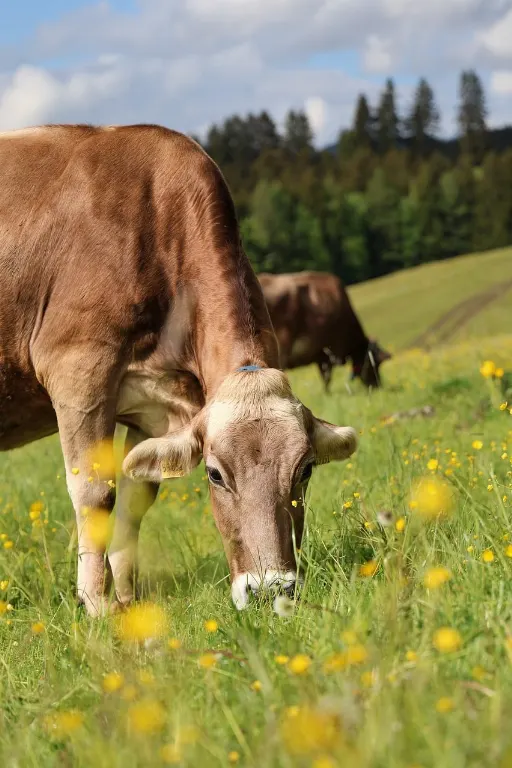 grazing — paître