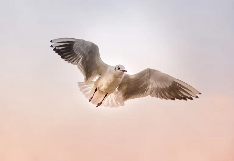 glide — planer