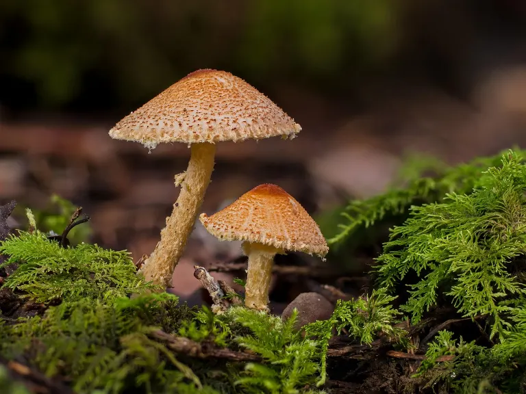 mushroom — seta