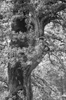 Дуб — Oak