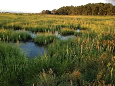 Marsh — marais