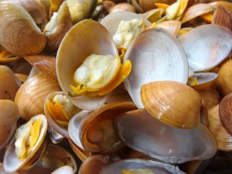 Моллюски — Clams