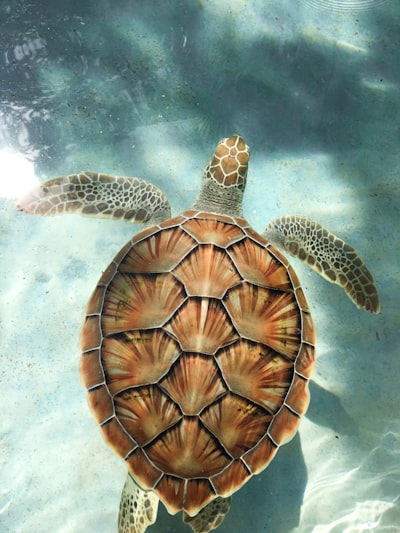 turtle shell — carapace de tortue